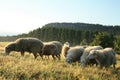 Herd of sheeps Ã¢â¬â Skudde